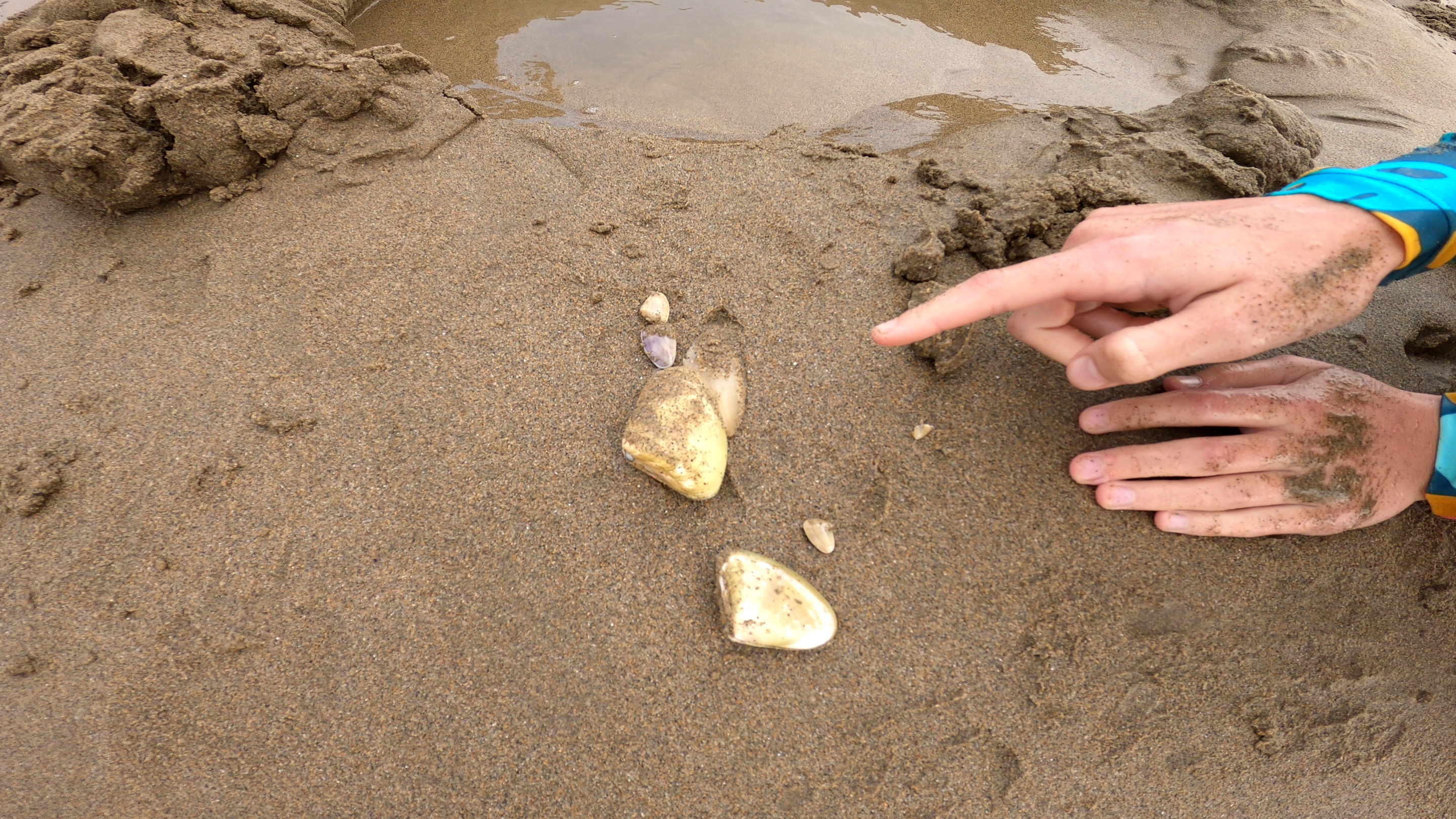 this mussel has a long tongue and buries itself quickly back into the sand